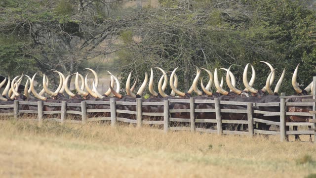Cattle Horns Lined At Corral Fence