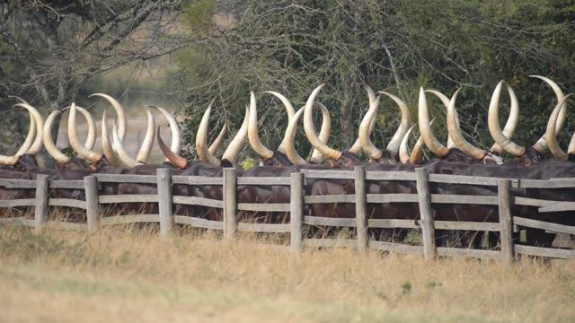 Cattle Horns Lined At Corral Fence