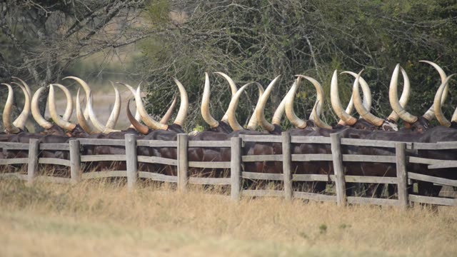 Cattle Horns Lined At Corral Fence