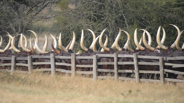 Farm Workers Arranging Cattle