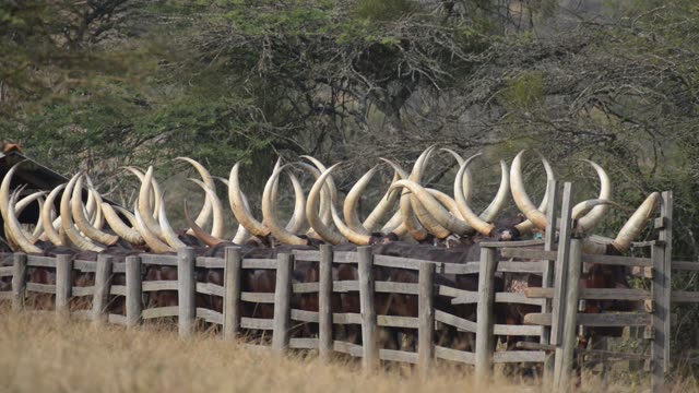 Cattle Horns Lined At Corral Fence