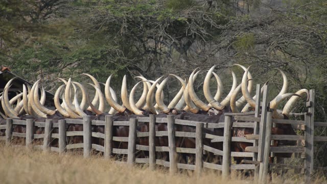 Farm Workers Arranging Cattle