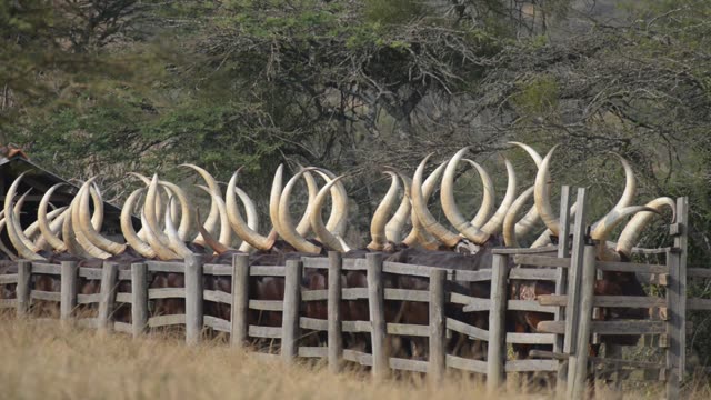 Cattle Horns Lined At Corral Fence
