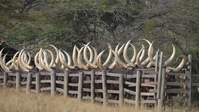 Farm Workers Arranging Cattle