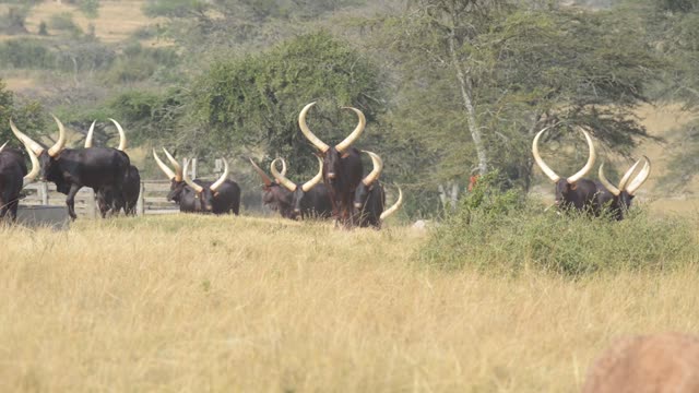 Ankole Herd Grazing In Pasture