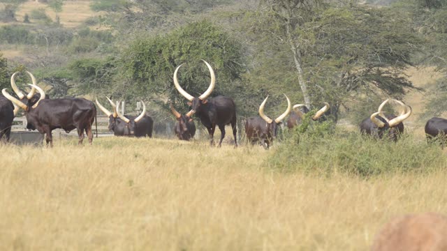 Bull Pair Portrait In Grassland