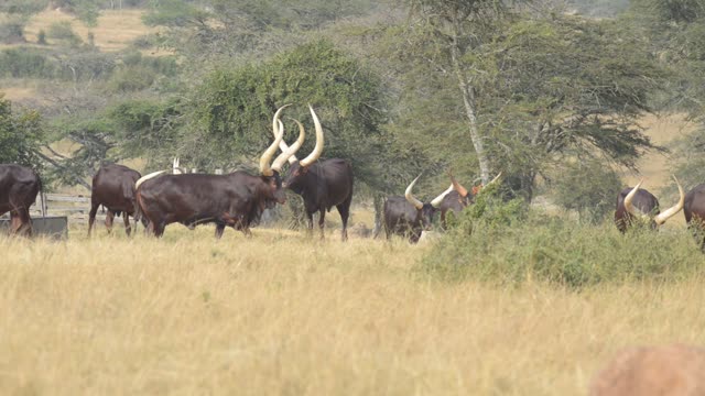 Ankole Herd Grazing In Pasture