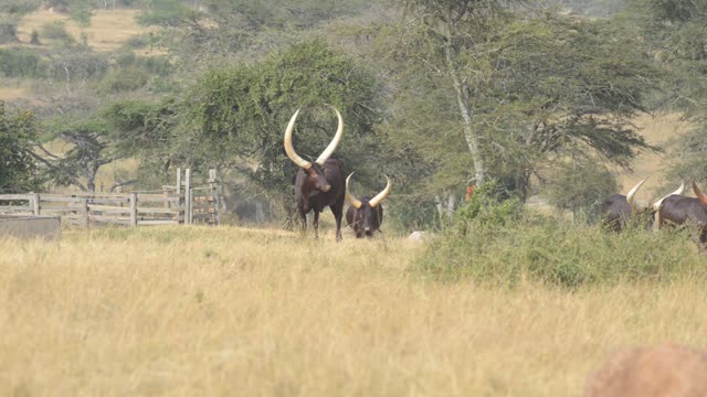 Bull Pair Portrait In Grassland
