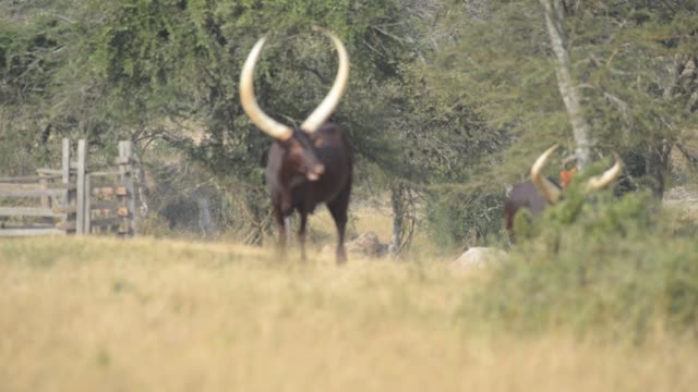 Ankole Herd Grazing In Pasture