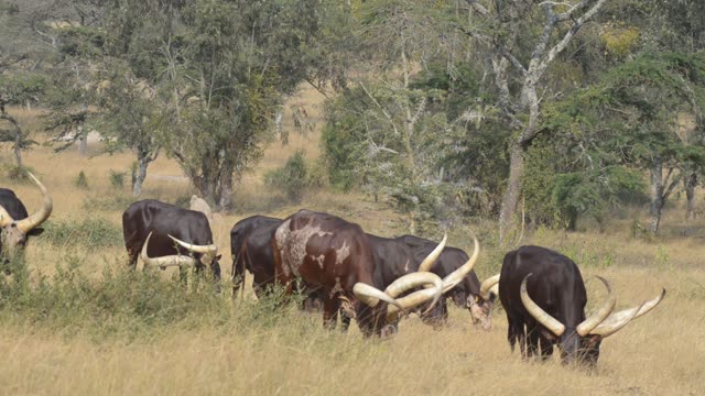 Bull Pair Portrait In Grassland