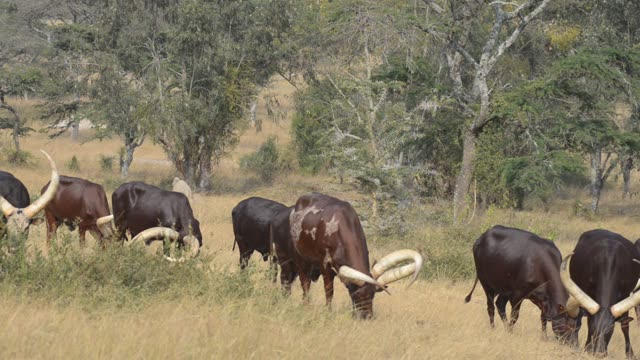 Ankole Herd Grazing In Pasture