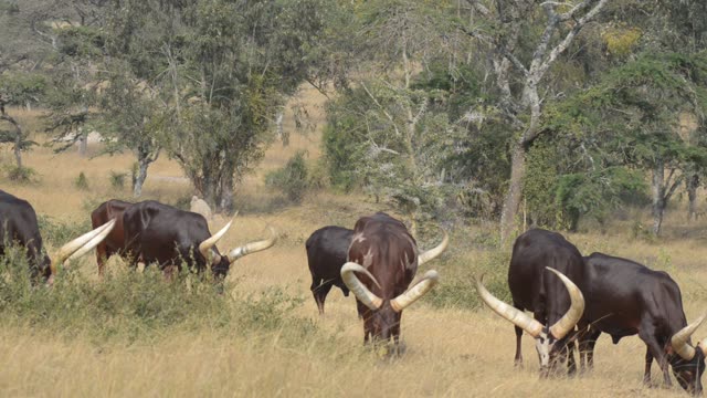 Bull Pair Portrait In Grassland