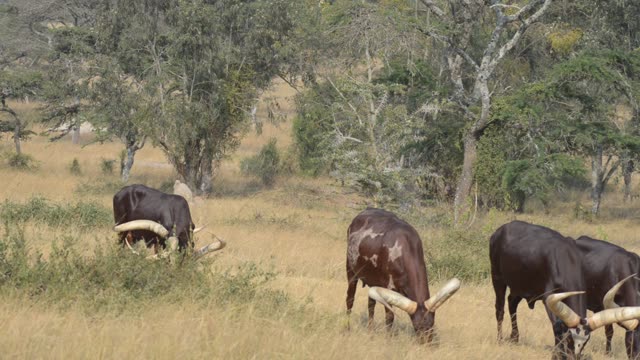 Ankole Herd Grazing In Pasture