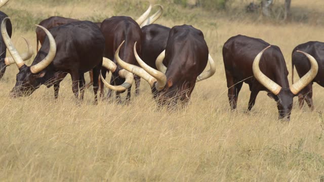 Bull Pair Portrait In Grassland