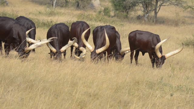 Ankole Herd Grazing In Pasture