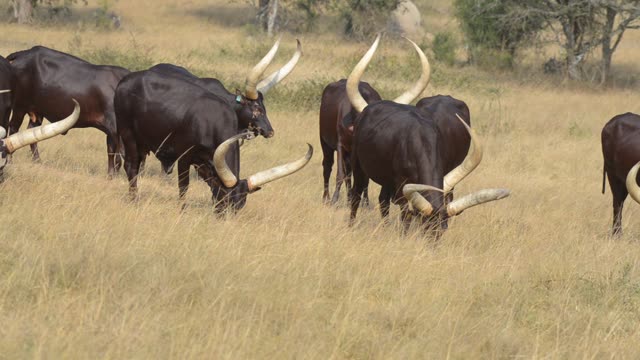 Bull Pair Portrait In Grassland