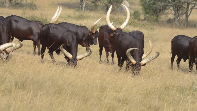Ankole Herd Grazing In Pasture