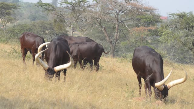 Bull Pair Portrait In Grassland