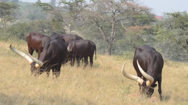 Ankole Herd Grazing In Pasture