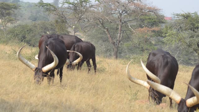 Bull Pair Portrait In Grassland