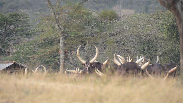 Bull Pair Portrait In Grassland