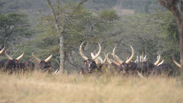 Ankole Herd Grazing In Pasture