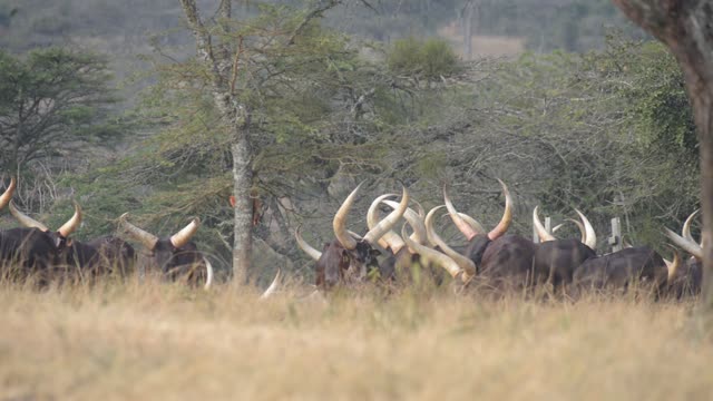 Bull Pair Portrait In Grassland