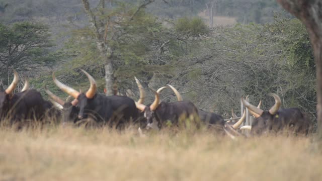 Ankole Herd Grazing In Pasture