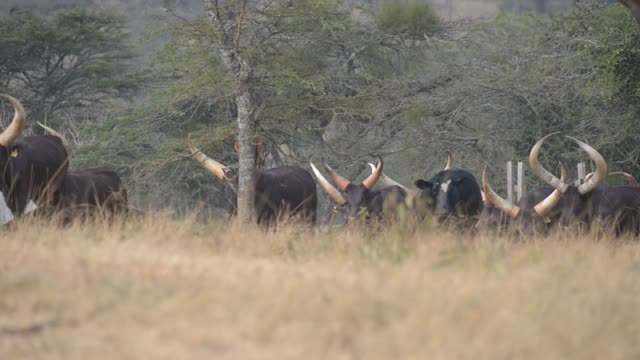 Bull Pair Portrait In Grassland