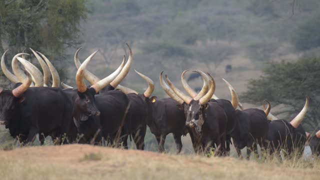 Ankole Herd Grazing In Pasture
