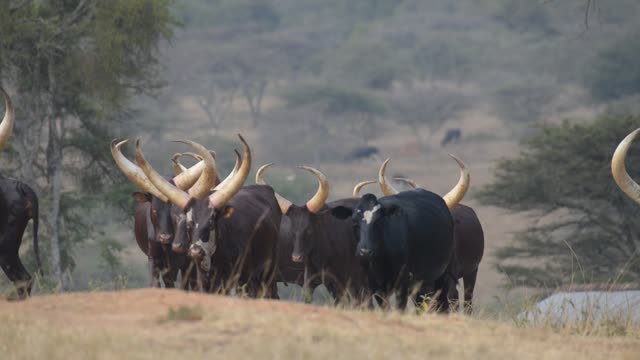 Bull Pair Portrait In Grassland