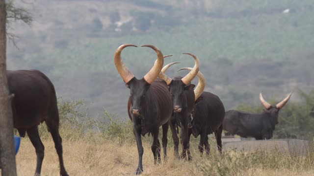 Ankole Herd Grazing In Pasture
