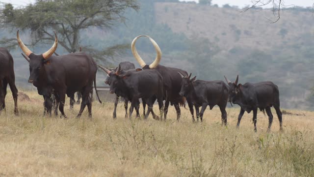 Ankole Herd Grazing In Pasture