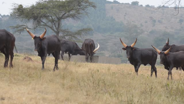 Bull Pair Portrait In Grassland