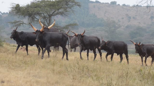 Ankole Herd Grazing In Pasture