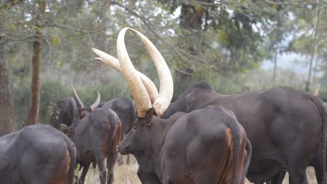 Close Horns At Pasture Edge