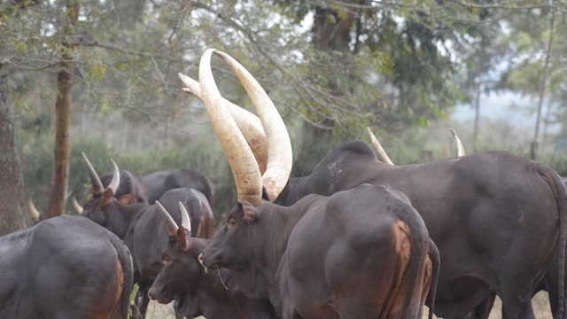 Cattle Herd Walking Path