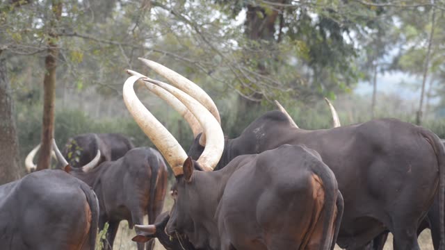 Close Horns At Pasture Edge