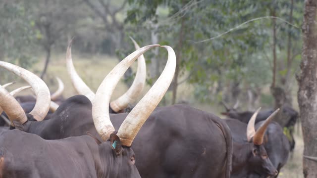 Cattle Herd Walking Path