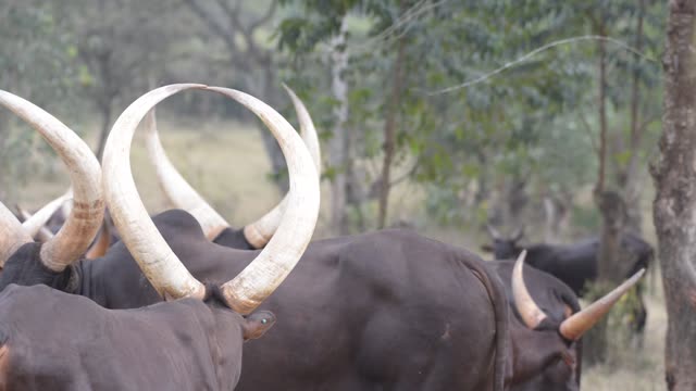 Close Horns At Pasture Edge