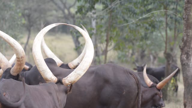 Cattle Herd Walking Path