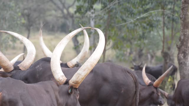 Close Horns At Pasture Edge
