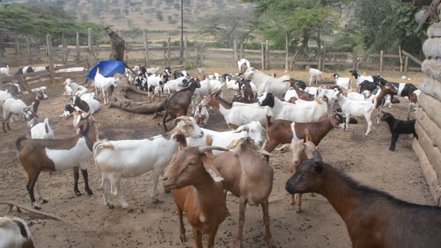 Goats Gathered In Farm Pen