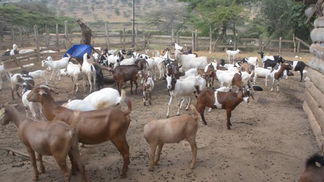 Goats Gathered In Farm Pen