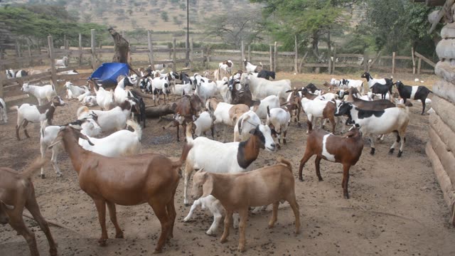 Goats Gathered In Farm Pen