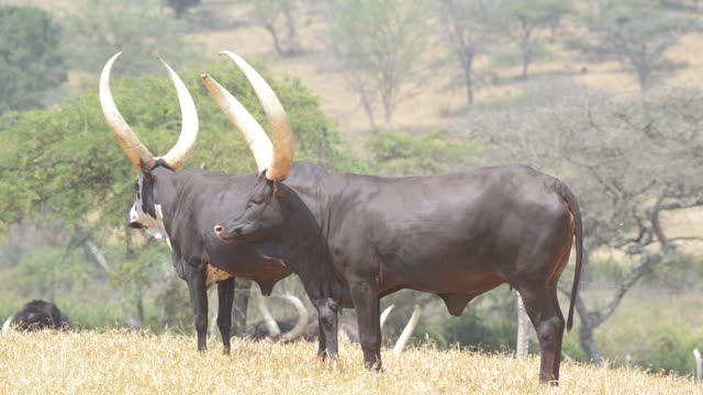 Bull Pair Portrait In Grassland