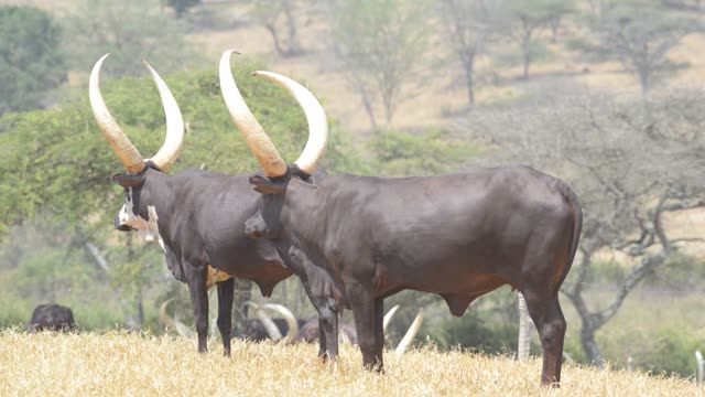 Ankole Herd Grazing In Pasture