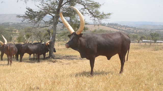 Ankole Bull Standing In Field