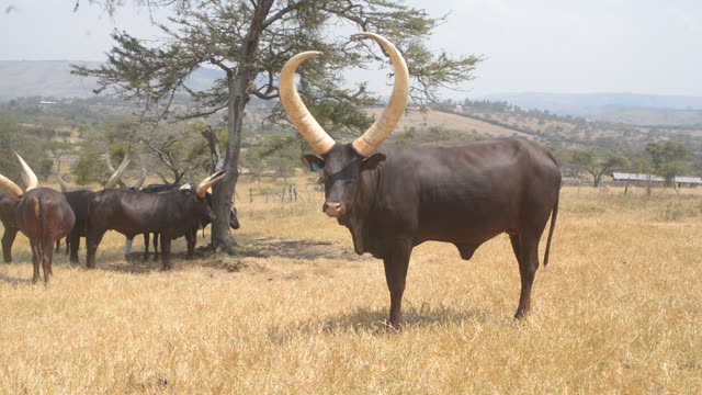 Cattle Grazing Near Fence Line
