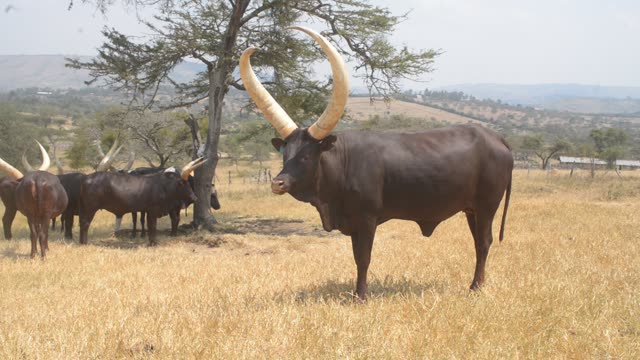 Ankole Bull Standing In Field